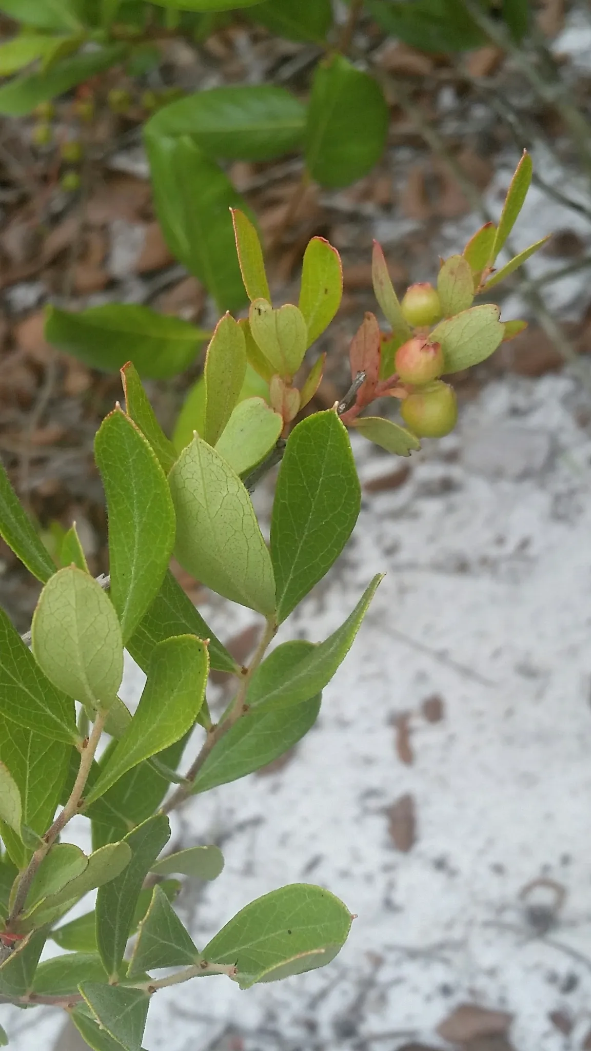 Dwarf Huckleberry (Gaylussacia dumosa)