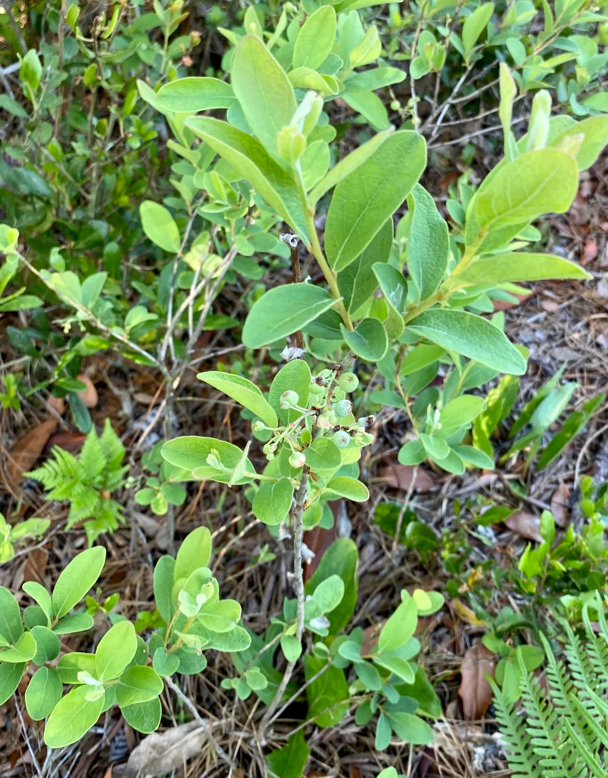 Hairytwig Huckleberry (Gaylussacia tomentosa)