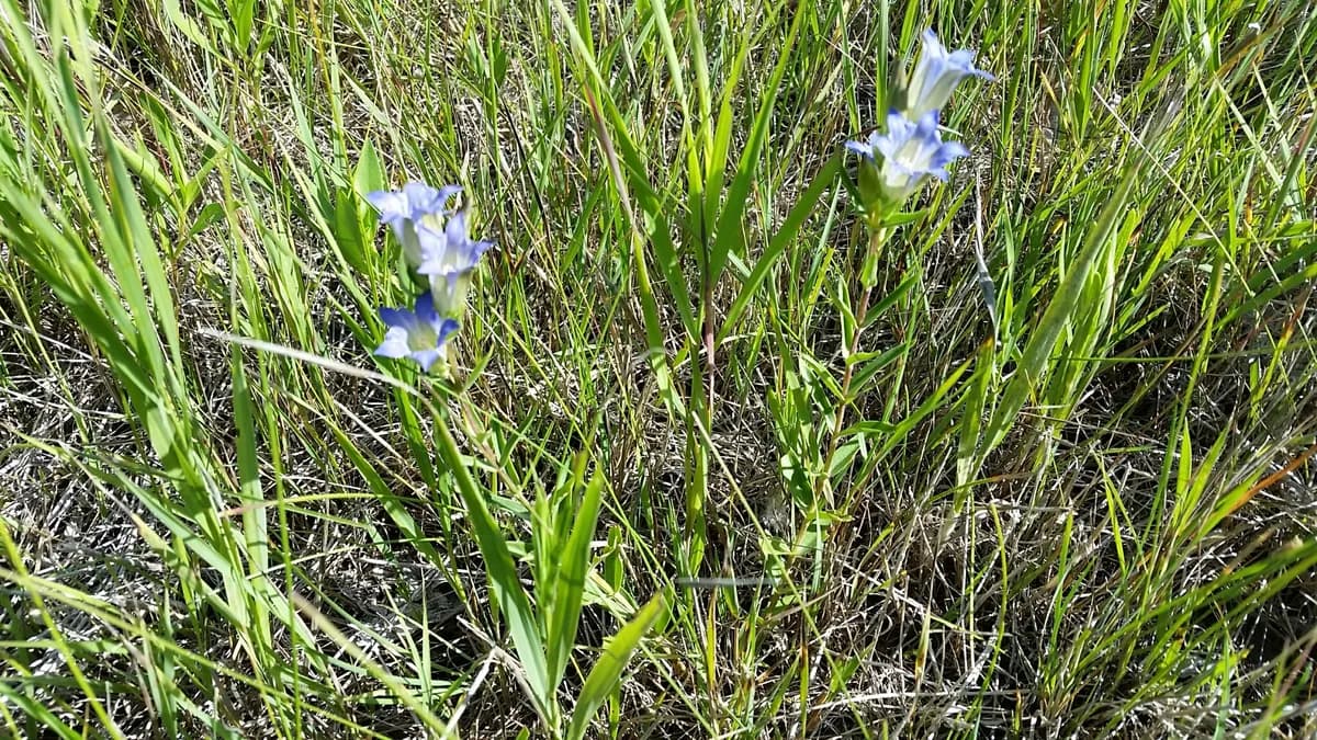 Pleated Gentian (Gentiana affinis)