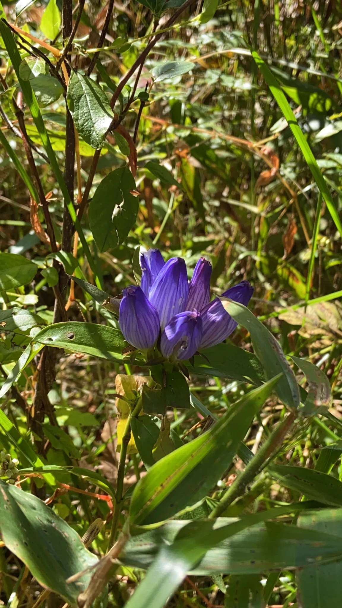 Closed Gentian (Gentiana andrewsii)