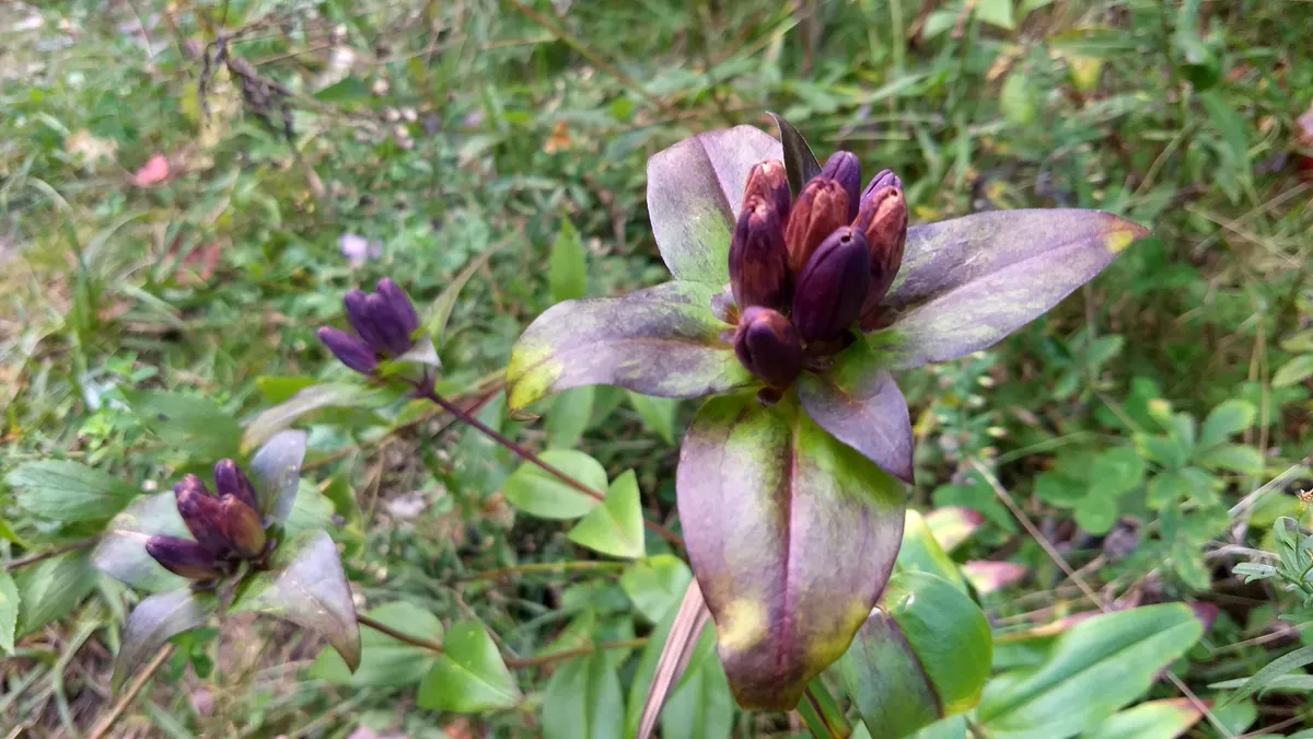 Bottle gentian (Gentiana clausa)