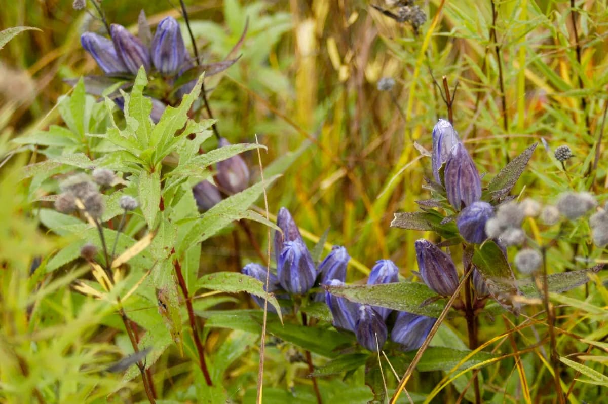 Downy gentian (Gentiana puberulenta)