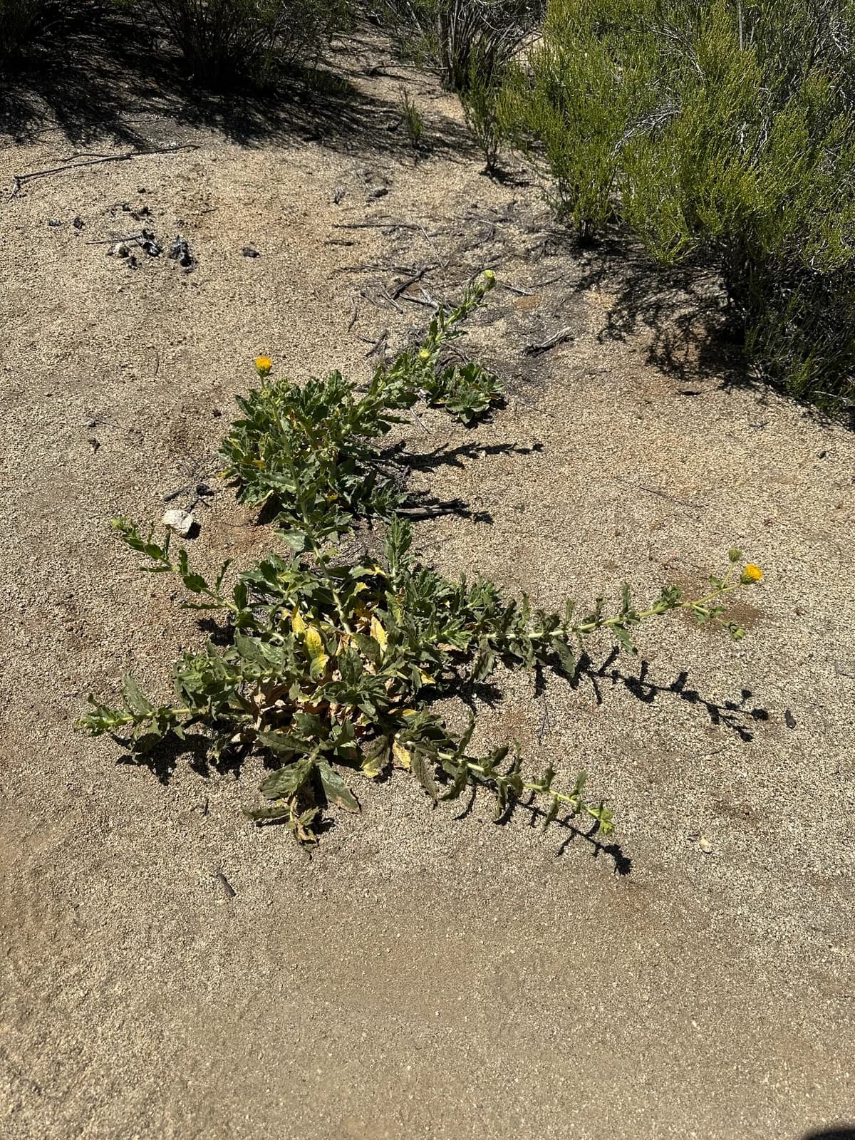 Sticky desertsunflower (Geraea viscida)