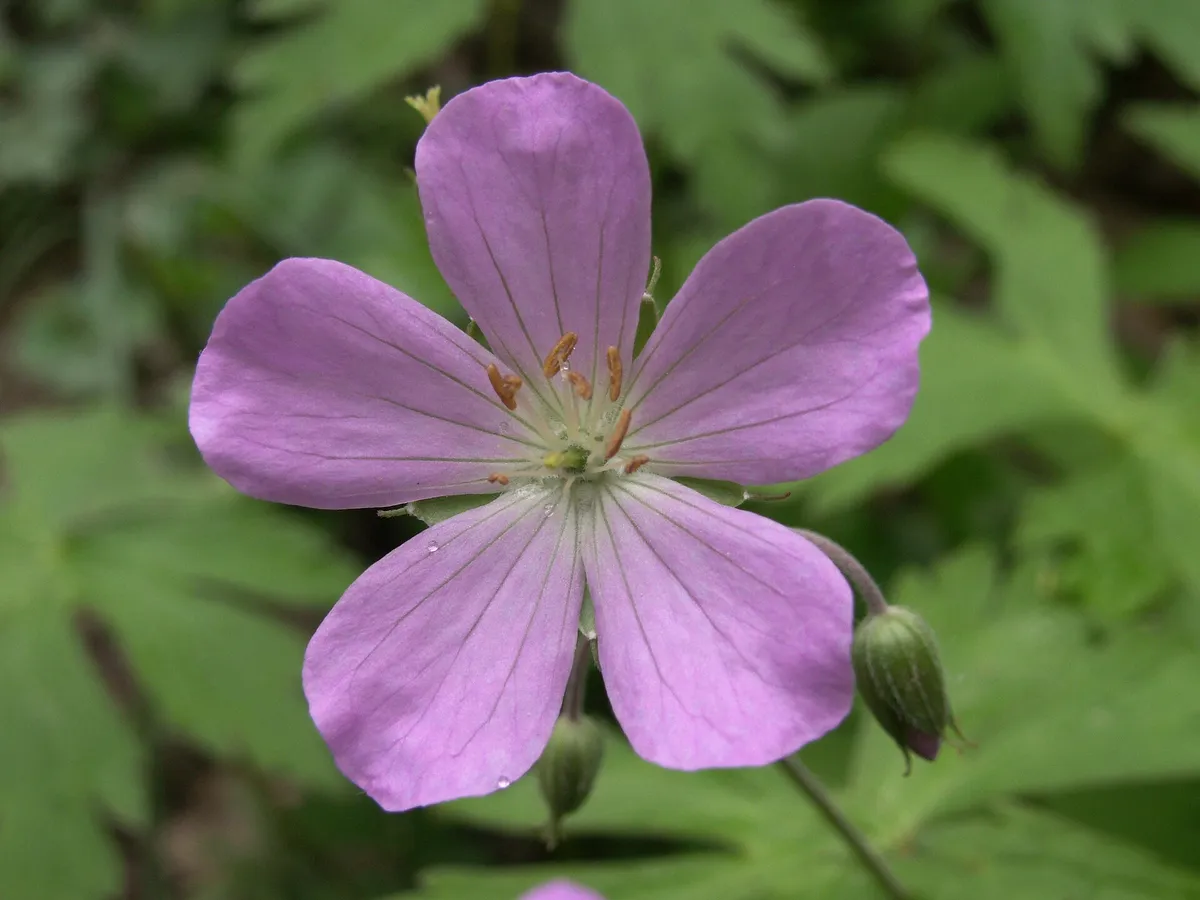 Spotted Geranium (Geranium maculatum)