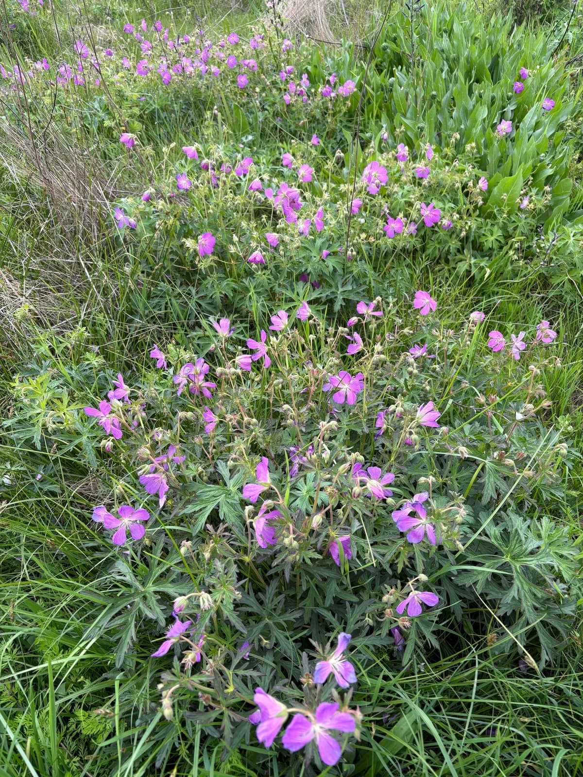 Oregon geranium (Geranium oreganum)