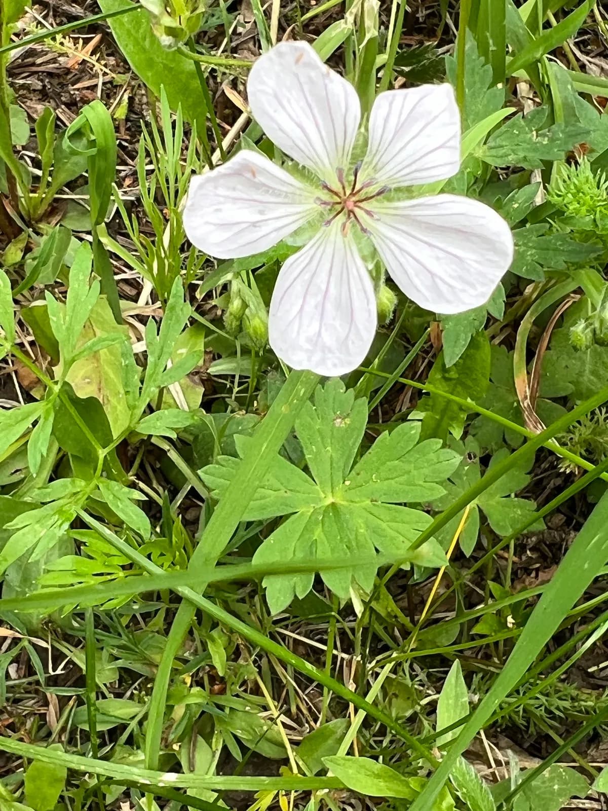 Richardson's Geranium (Geranium richardsonii)
