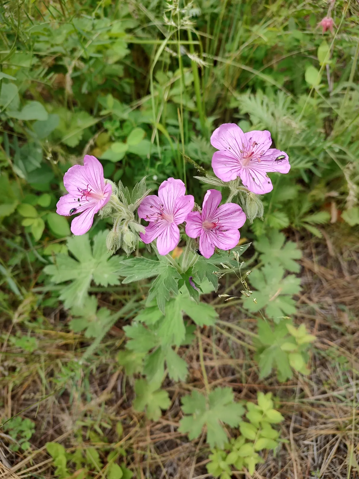 Sticky Geranium (Geranium viscosissimum)