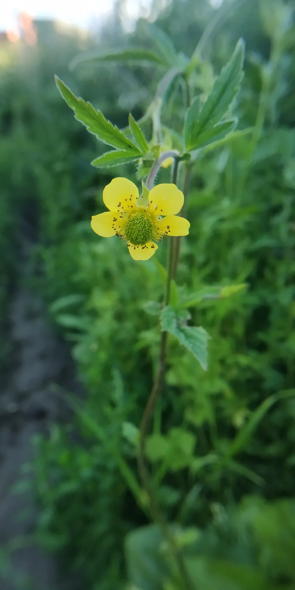 Yellow Avens (Geum aleppicum)