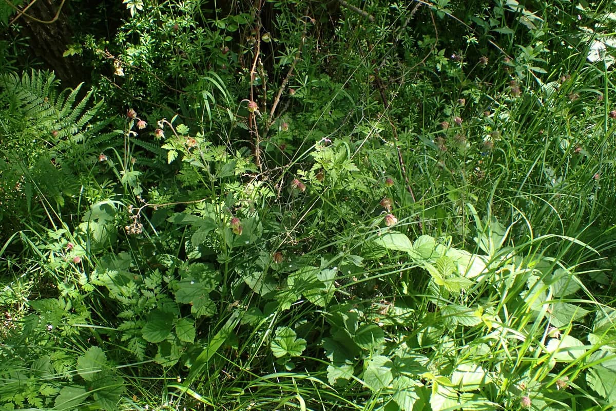 Water Avens (Geum rivale)
