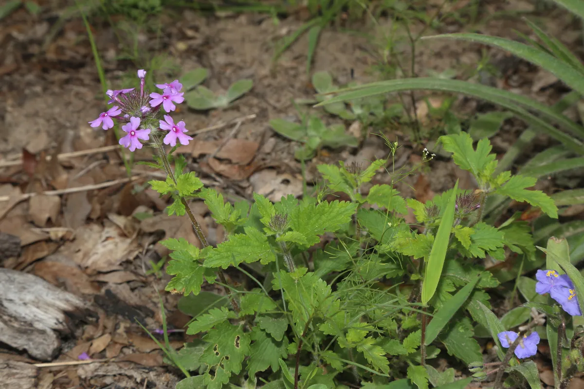 Rose Mock Vervain (Glandularia canadensis)