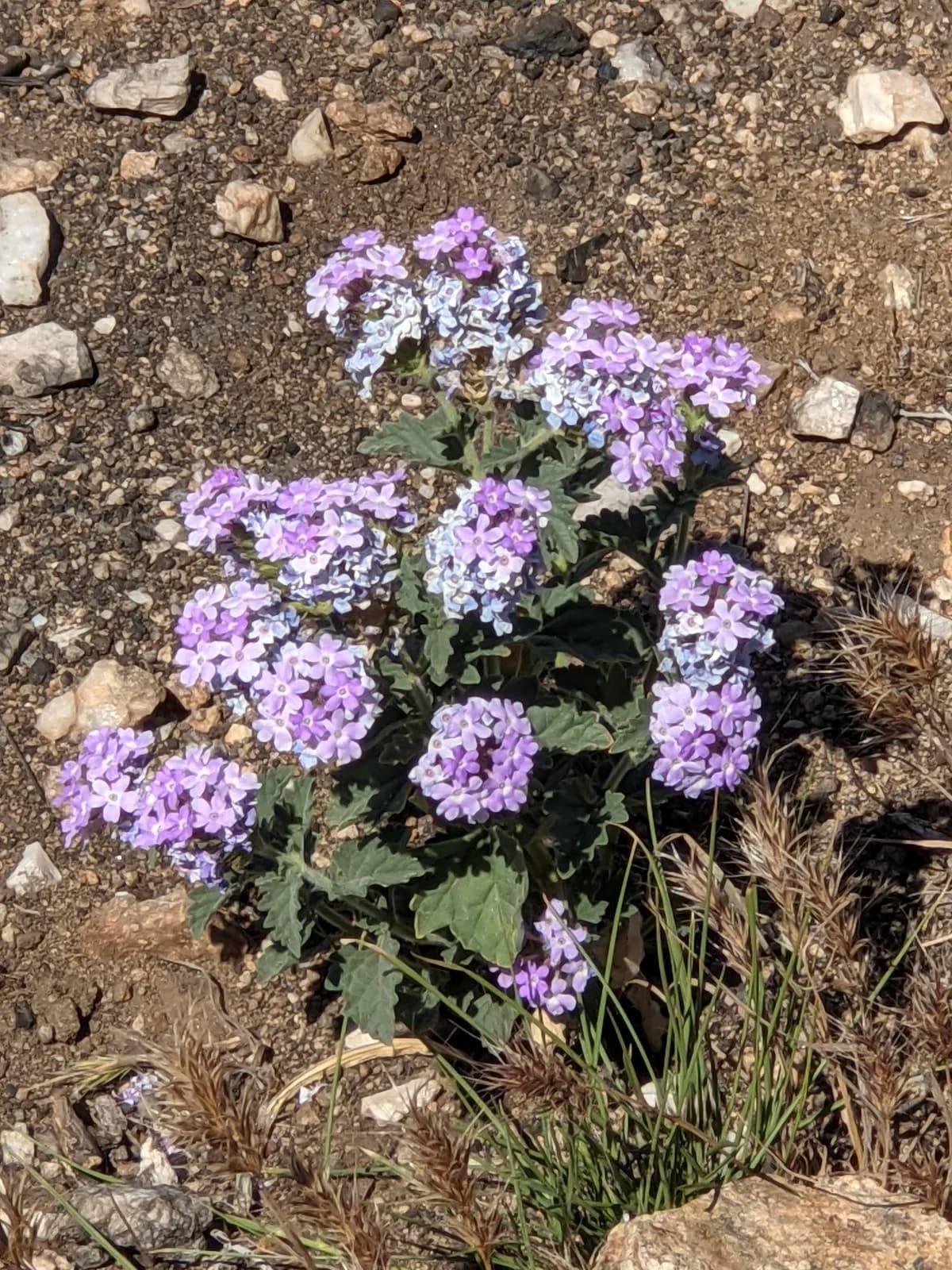 Southwestern mock vervain (Glandularia gooddingii)