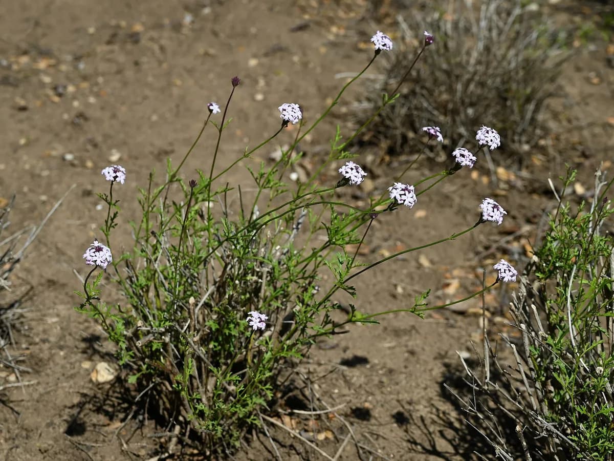 Glandularia lilacina