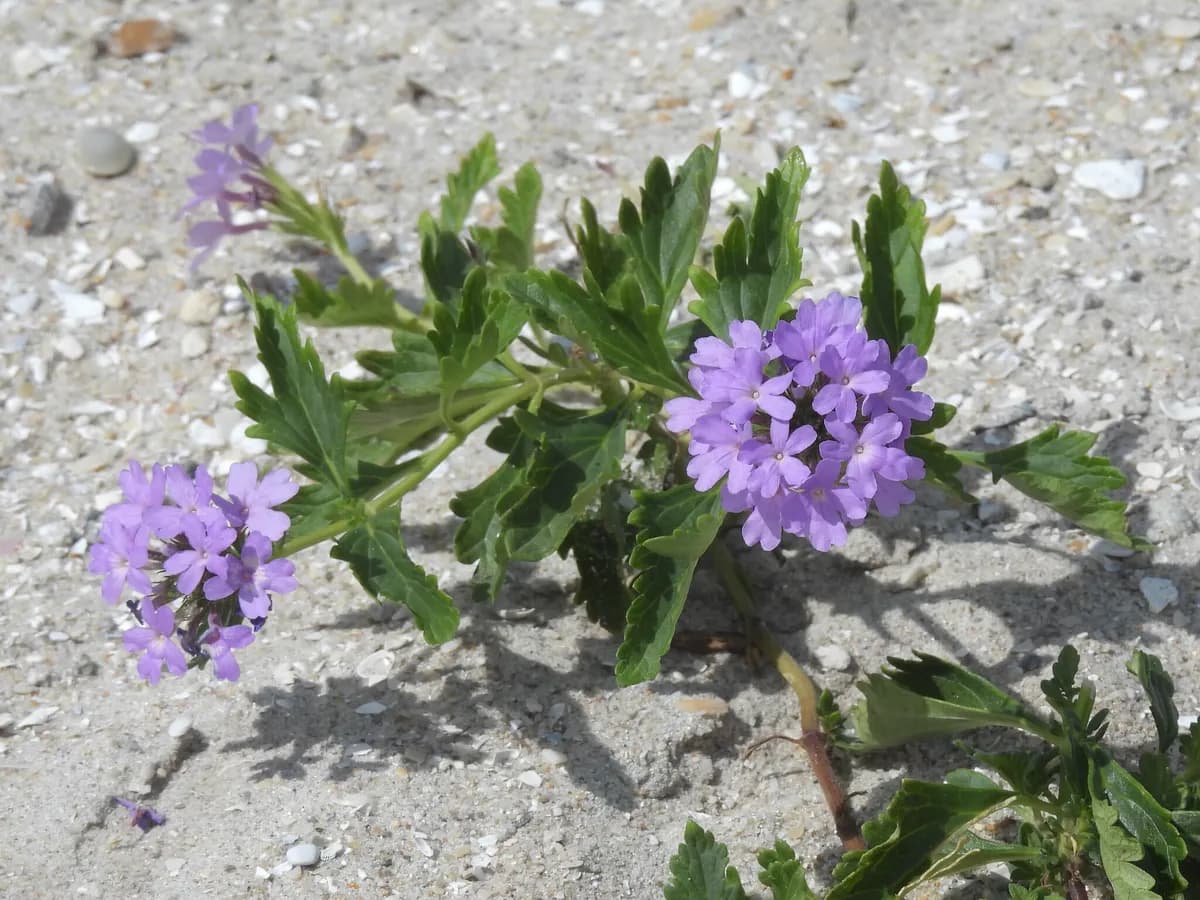 Beach verbena (Glandularia maritima)