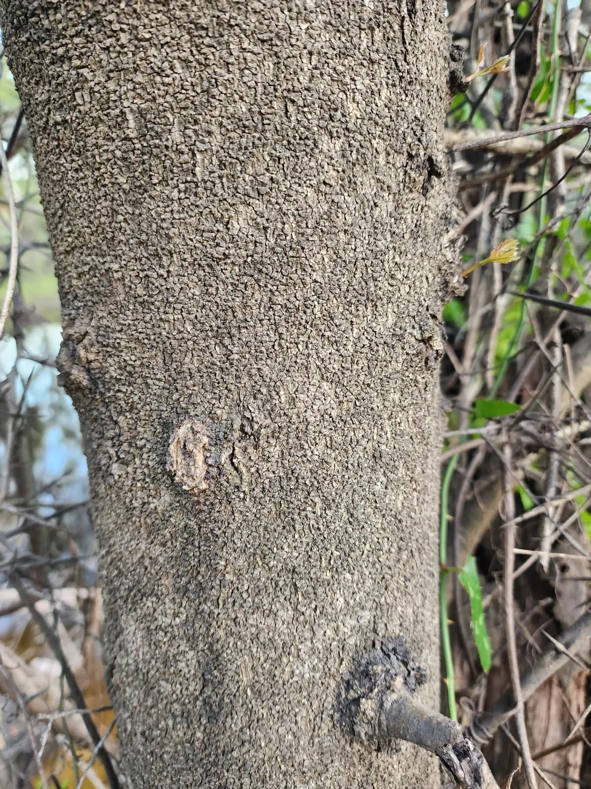 Swamp-locust (Gleditsia aquatica)