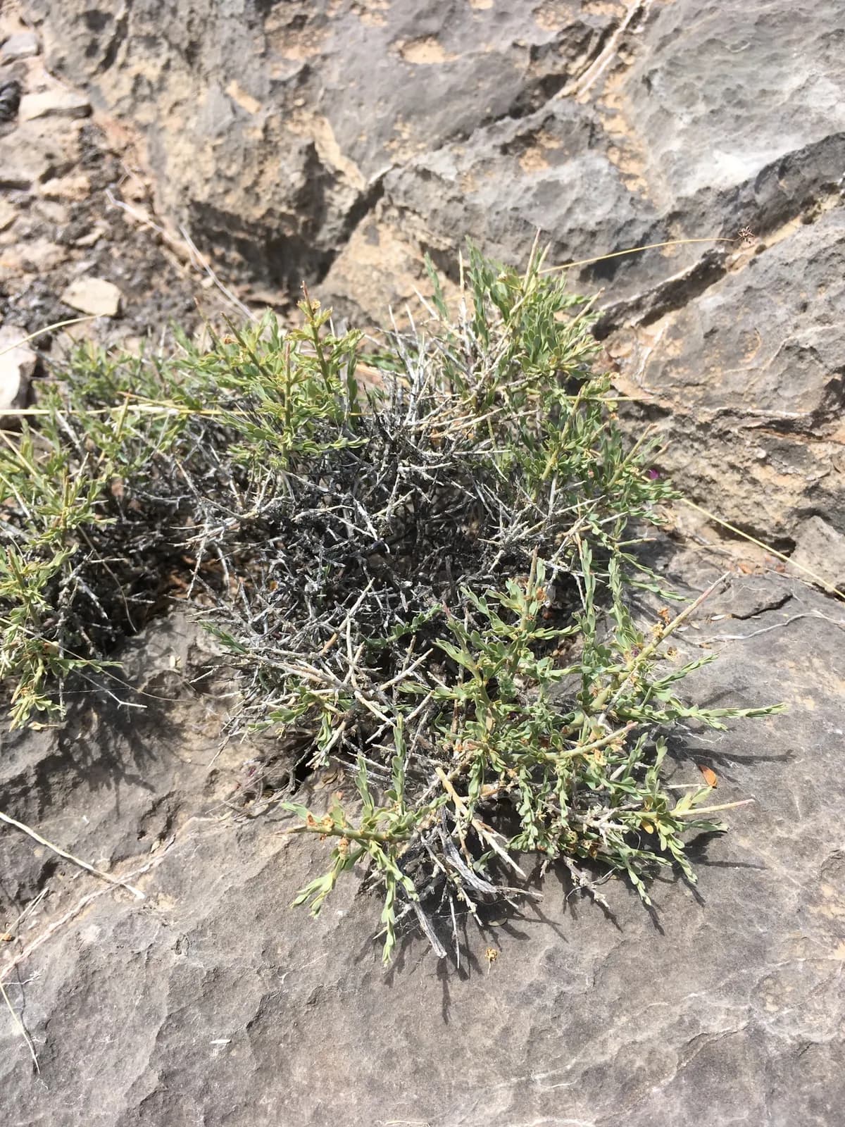 Nevada Greasewood (Glossopetalon spinescens)
