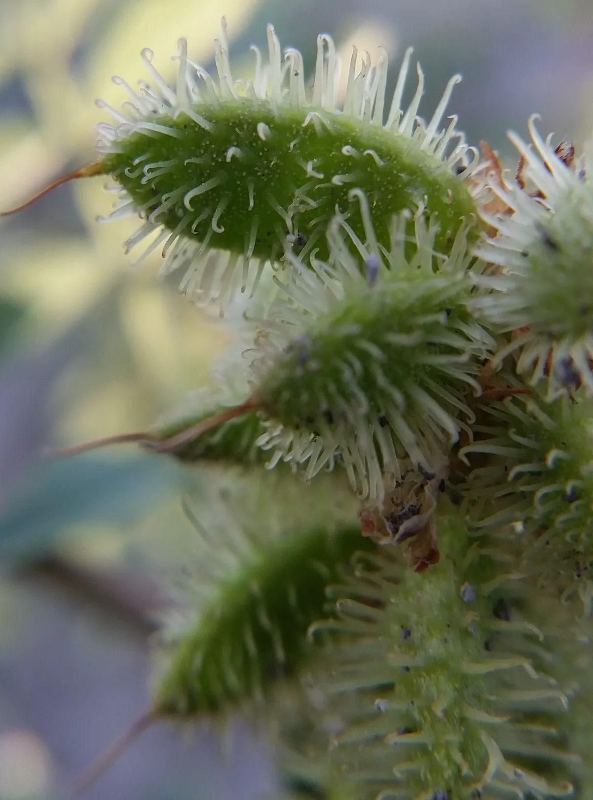 American Licorice (Glycyrrhiza lepidota)