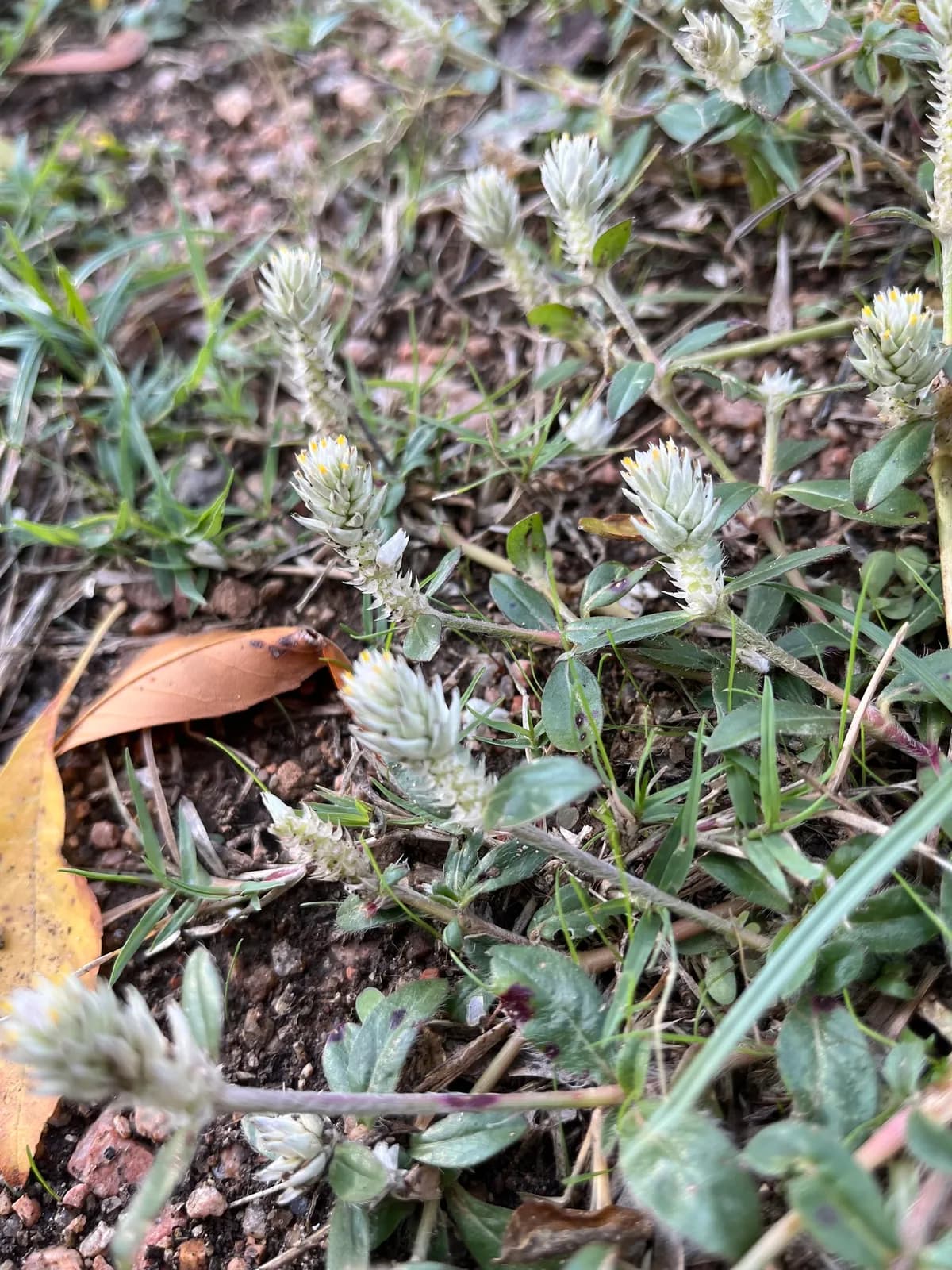 Gomphrena Weed (Gomphrena serrata)