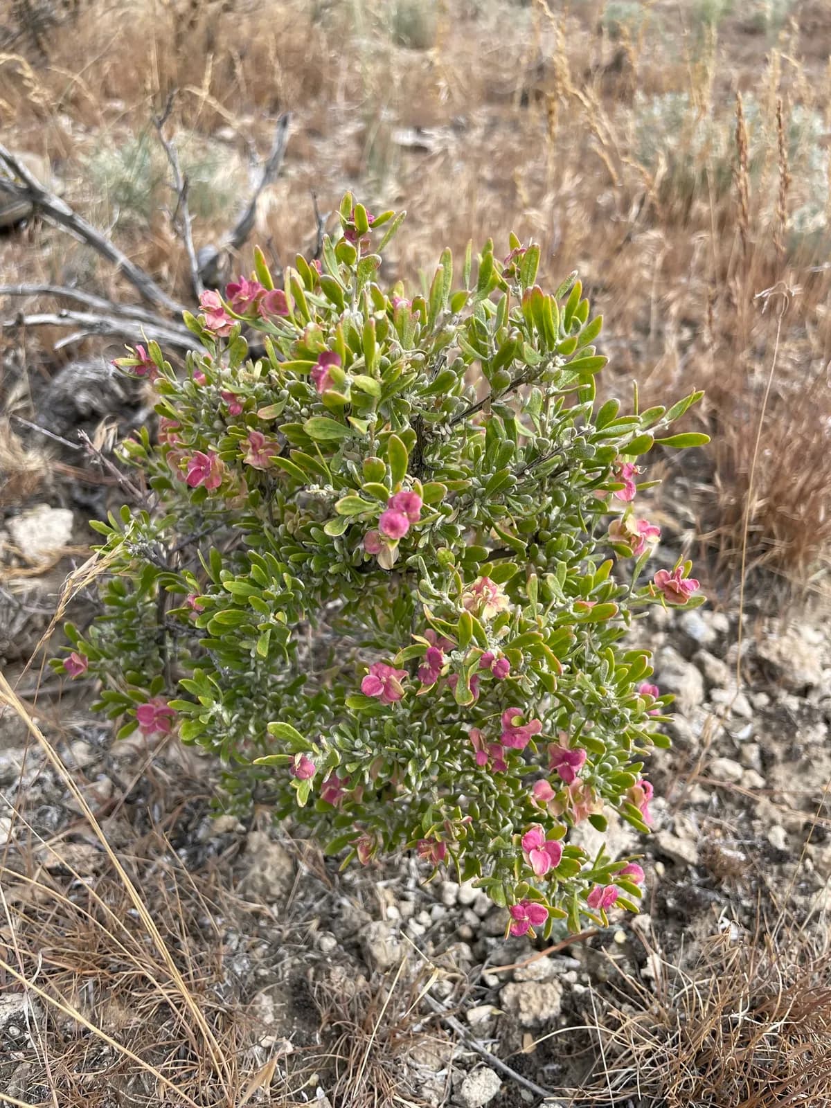 Spiny hopsage (Grayia spinosa)