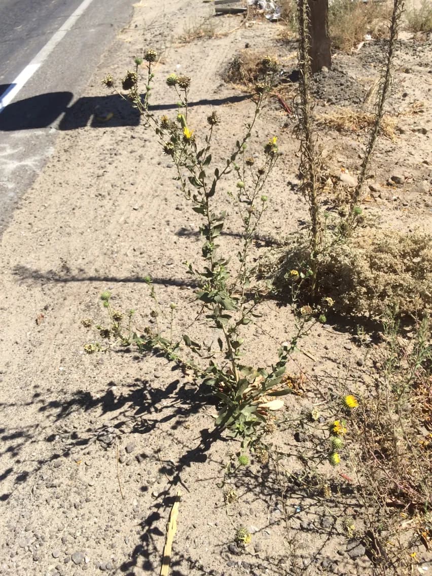 Hairy Gumweed (Grindelia camporum)