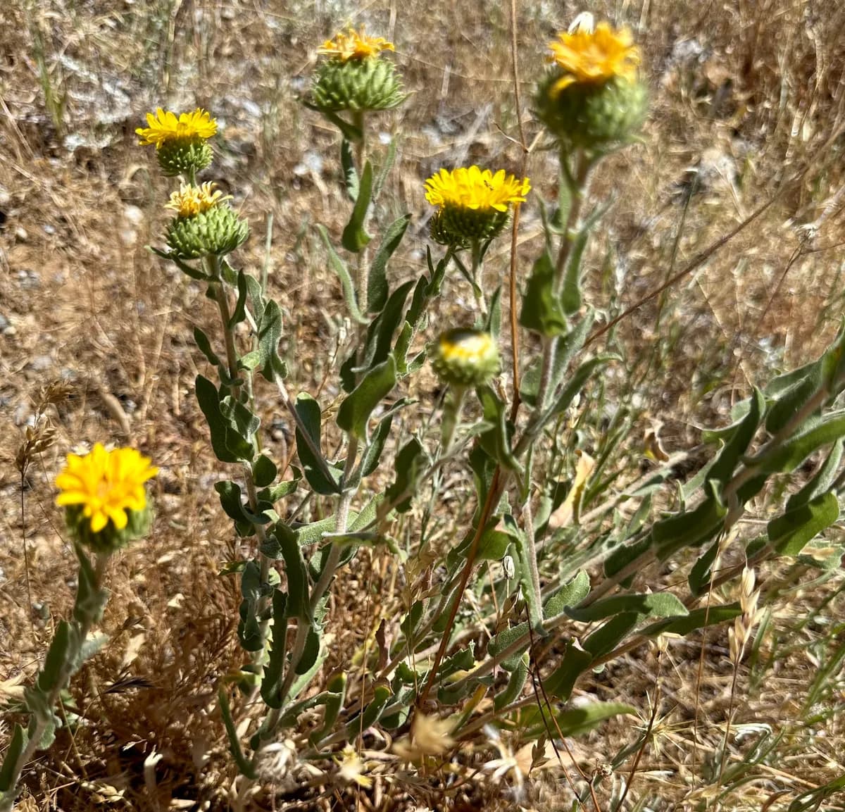 Hairy gumweed (Grindelia hirsutula)
