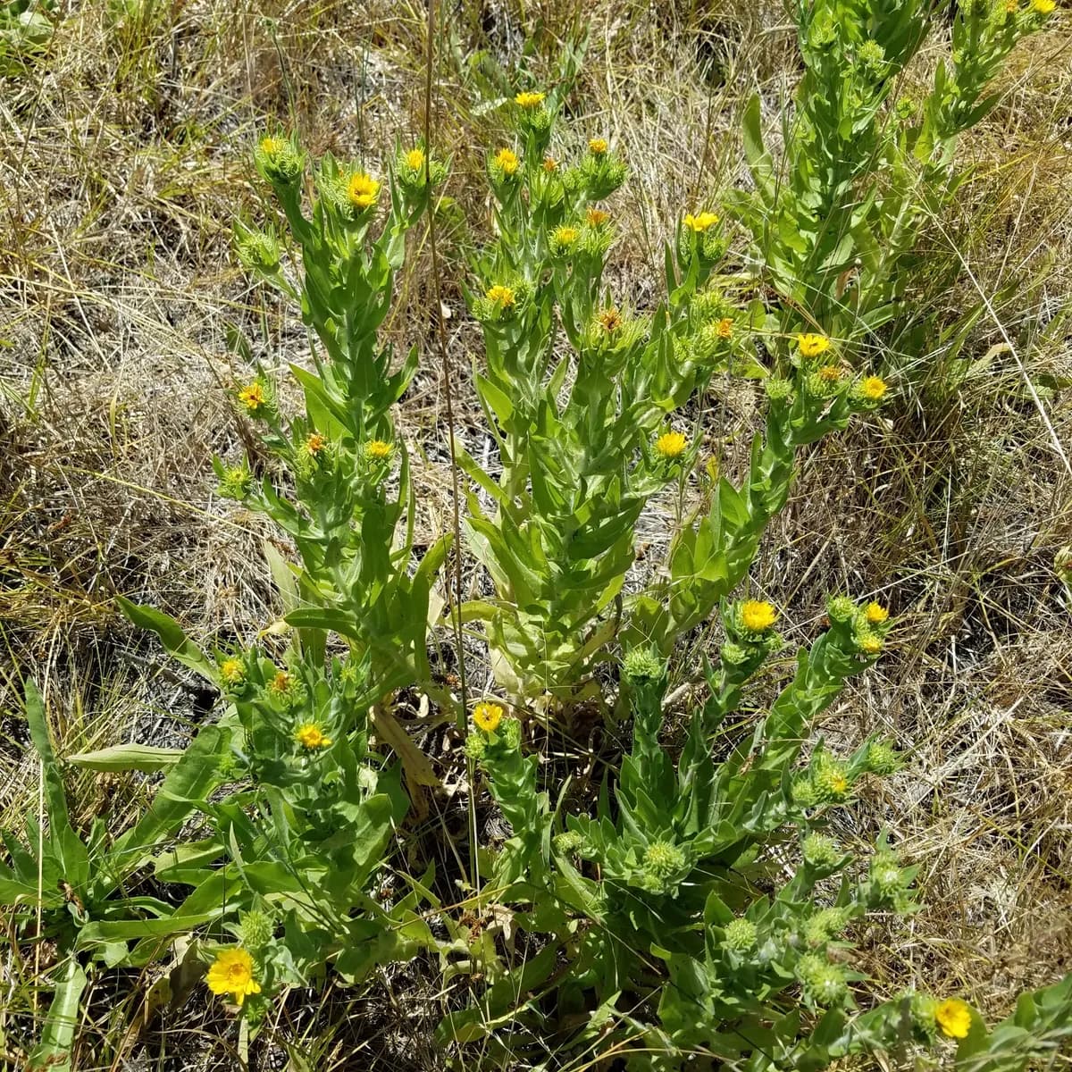Puget sound gumweed (Grindelia integrifolia)