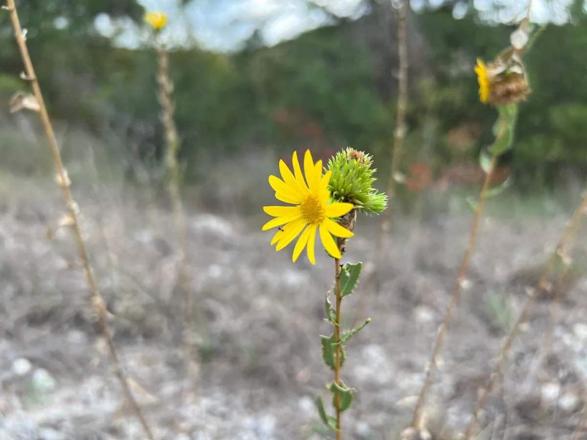 Narrowleaf Gumweed (Grindelia lanceolata)