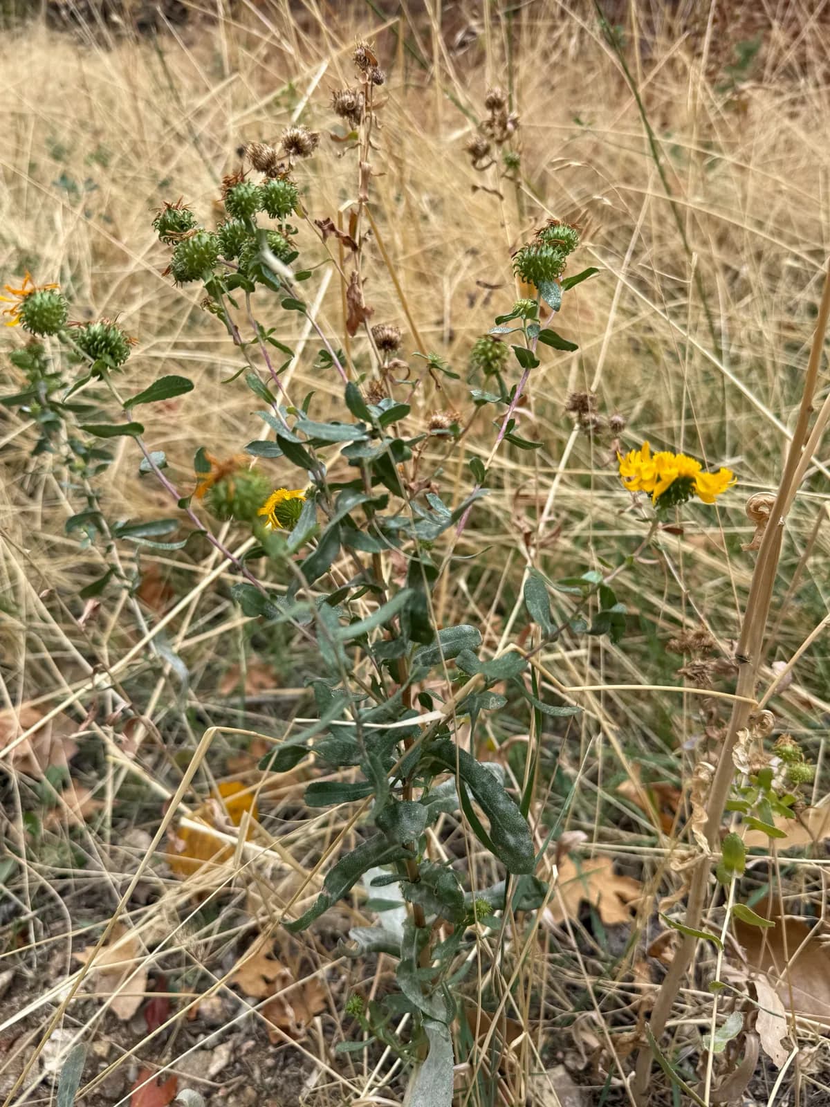 Curly-cup Gumweed (Grindelia squarrosa)