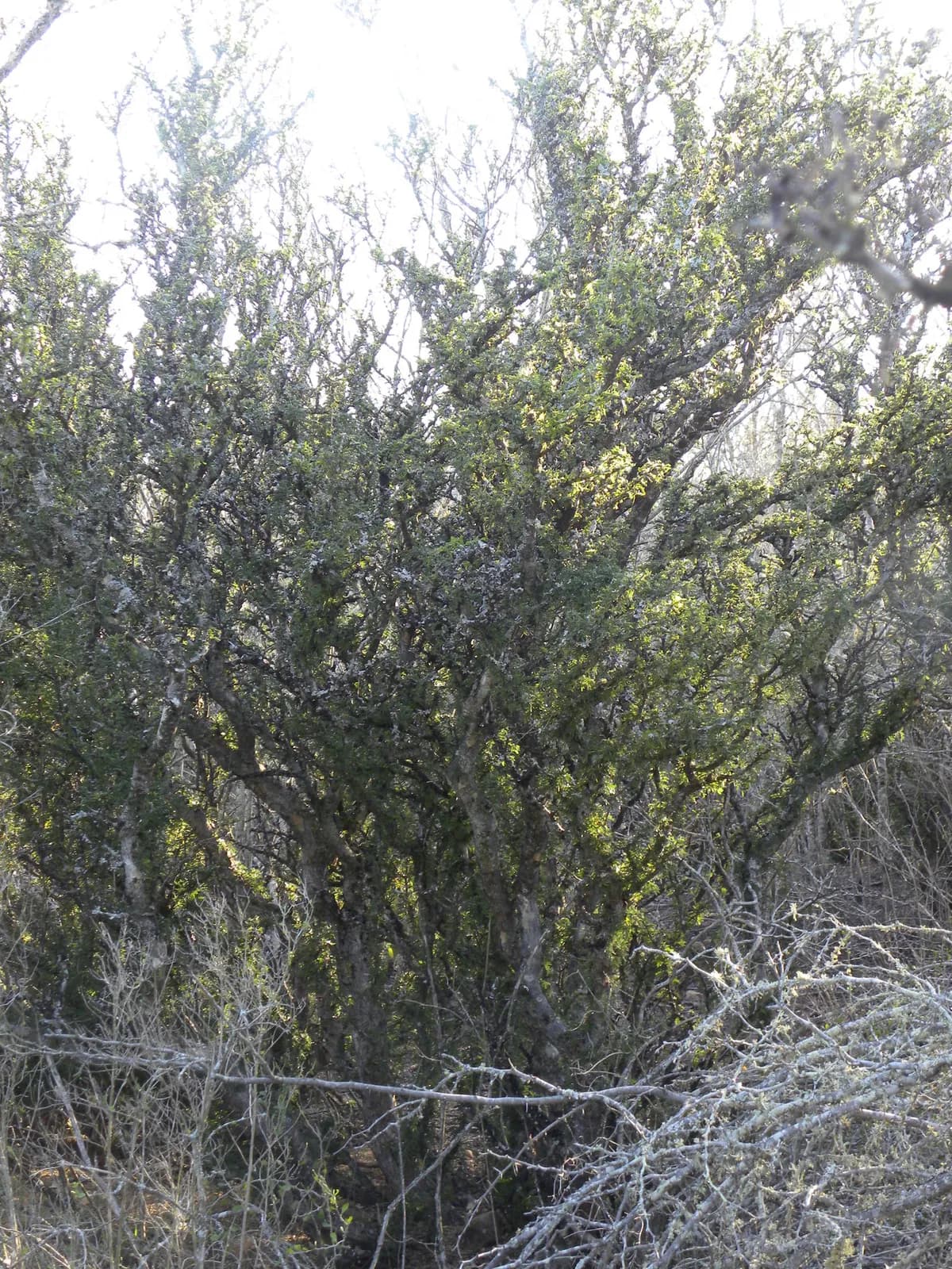 Guayacan (Guaiacum angustifolium)
