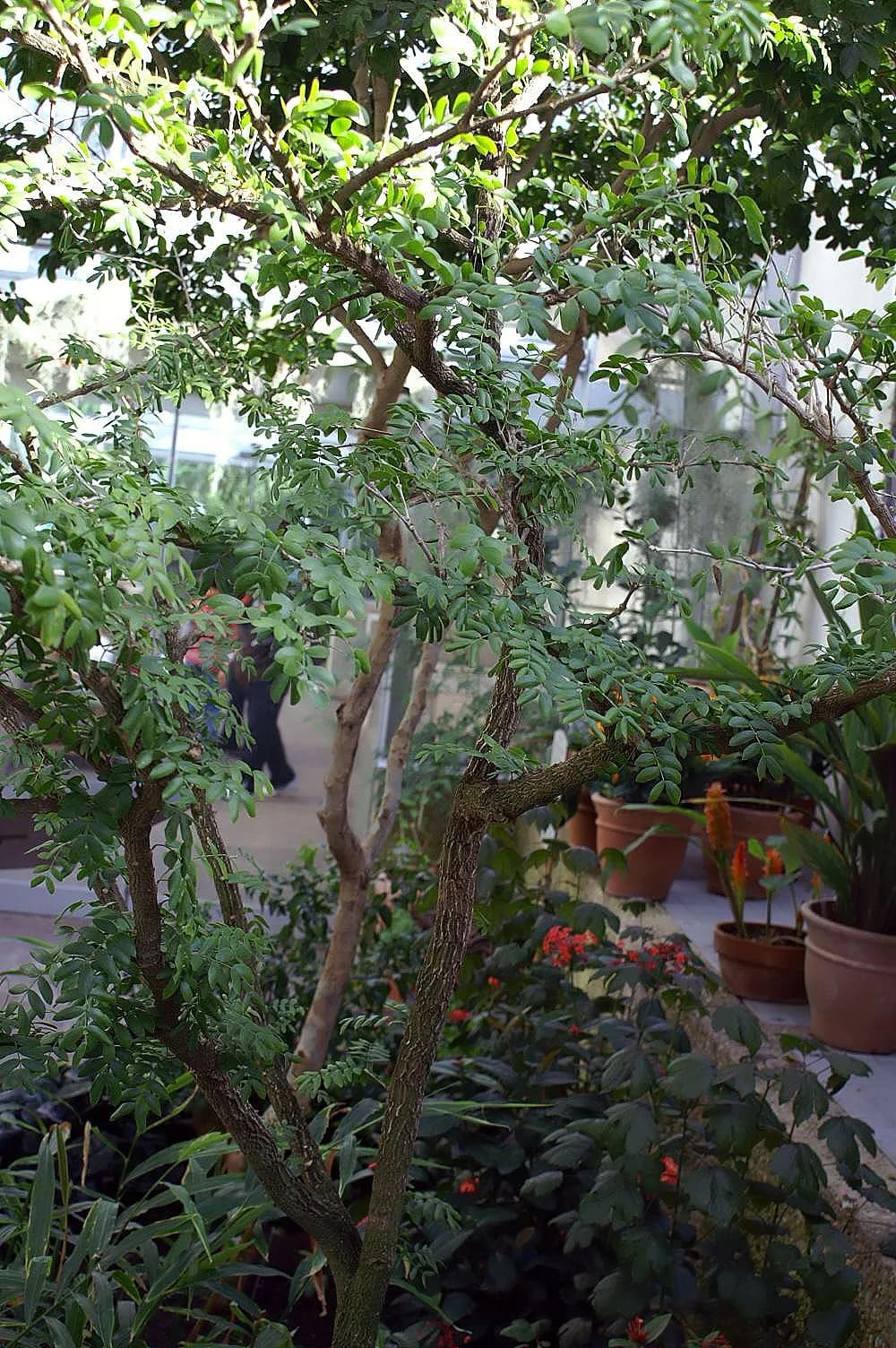 Guaiacum (Guaiacum sanctum)