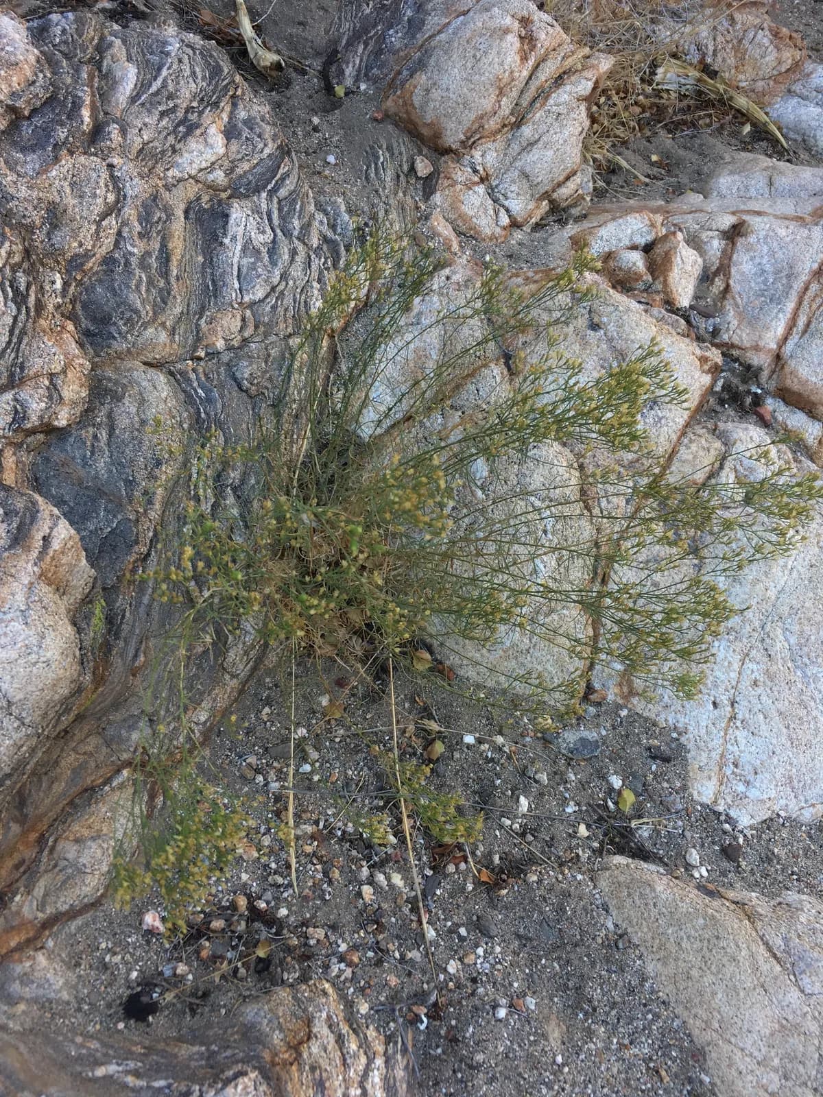 Texas Snakeweed (Gutierrezia sarothrae)