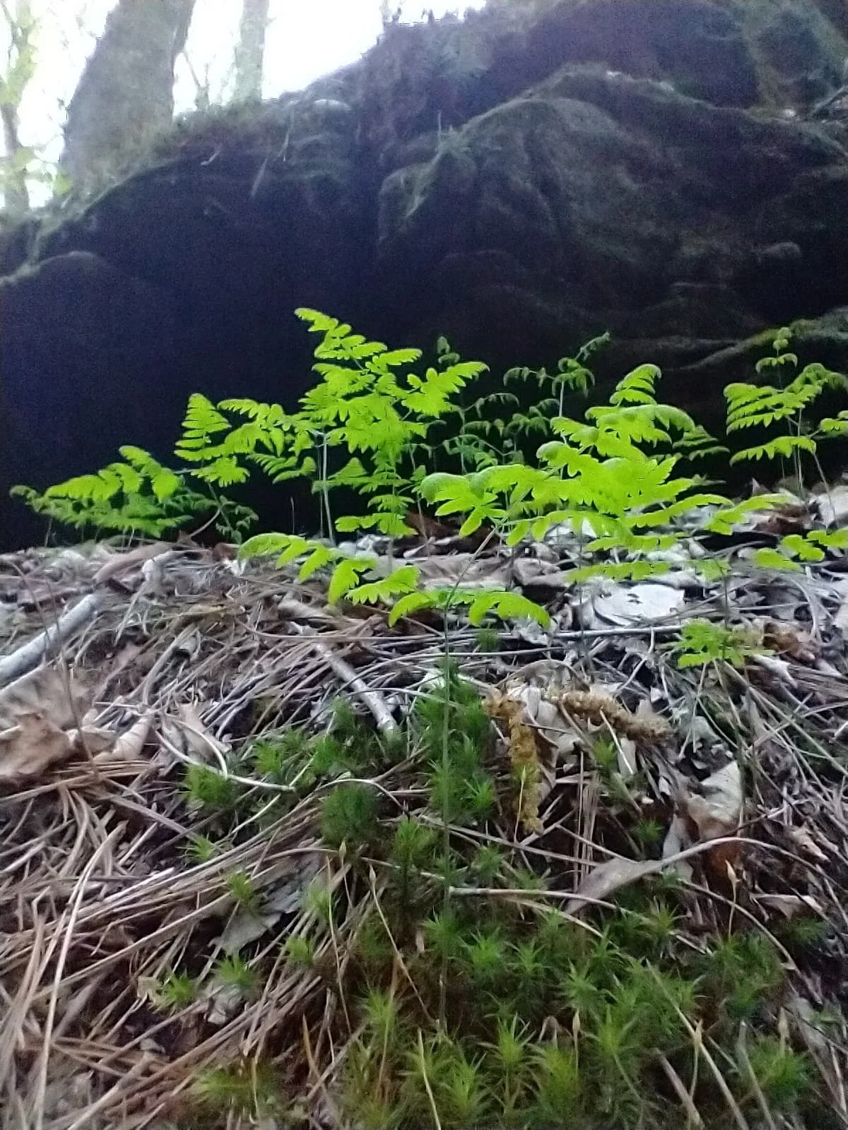Common Oak Fern (Gymnocarpium dryopteris)