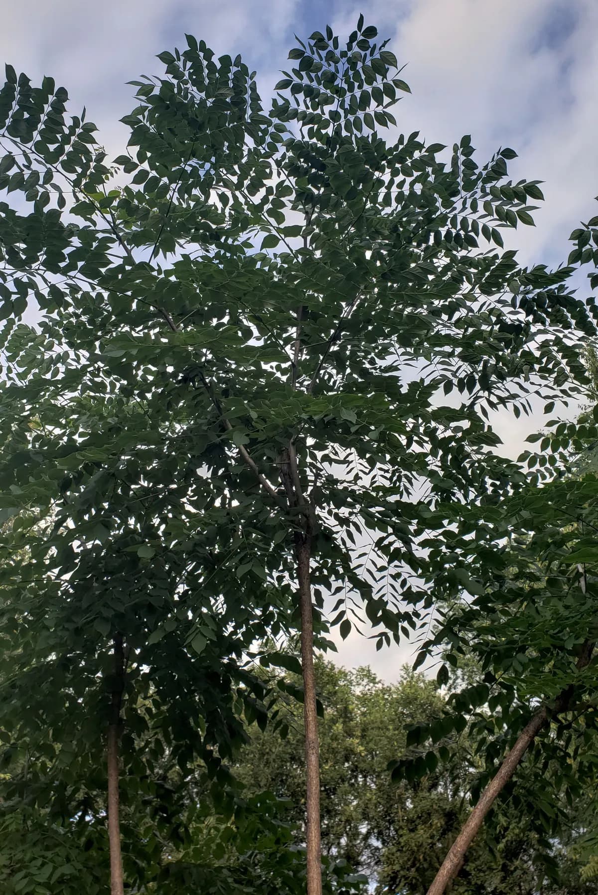 Kentucky Coffee-Tree (Gymnocladus dioicus)
