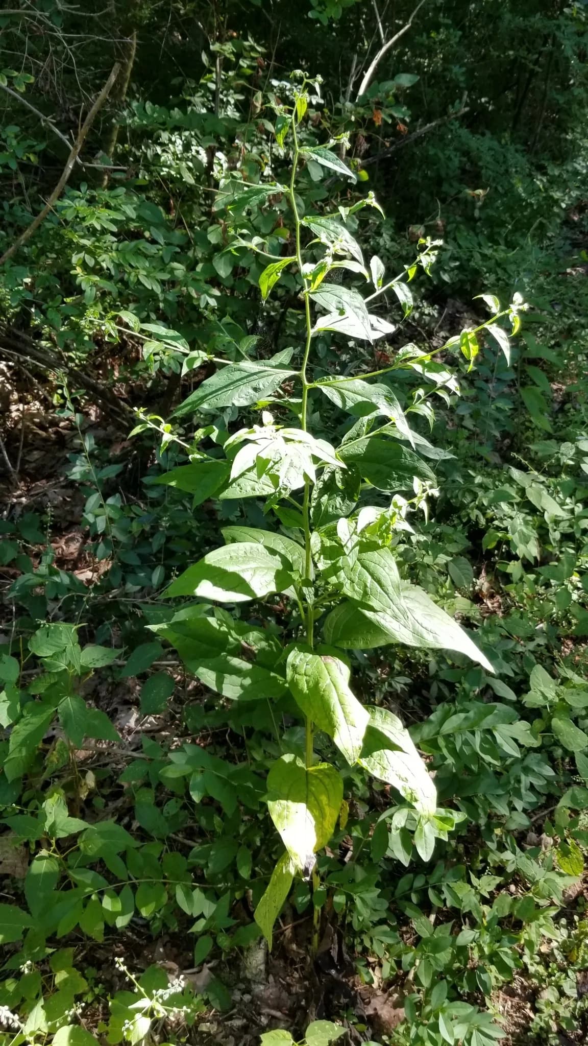 Beggar's-lice (Hackelia virginiana)