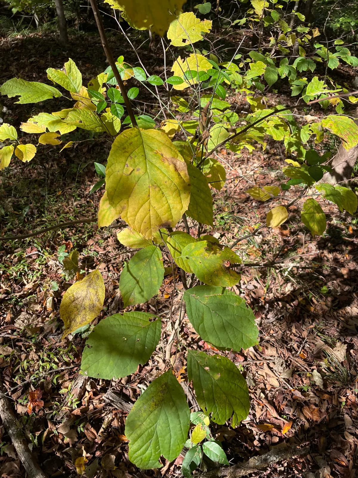 Two-wing Silverbell (Halesia diptera)