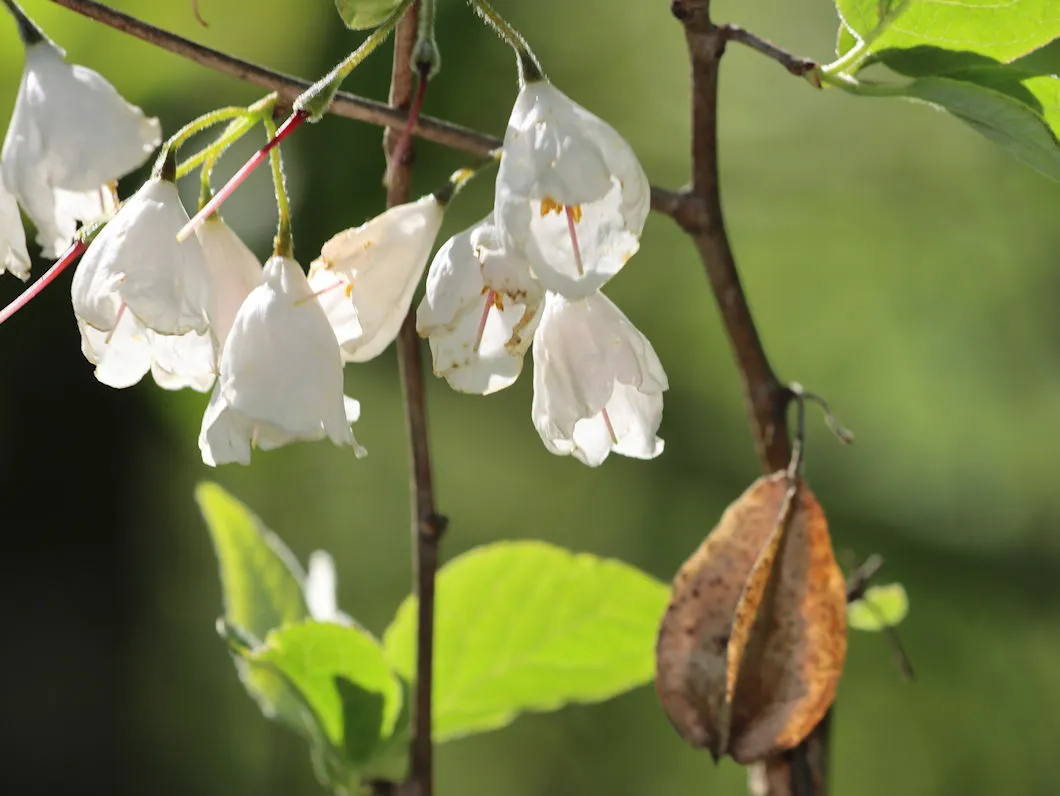 Carolina Silverbell (Halesia tetraptera)