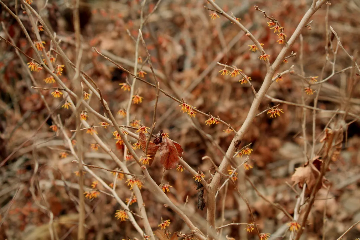 Ozark witch hazel (Hamamelis vernalis)