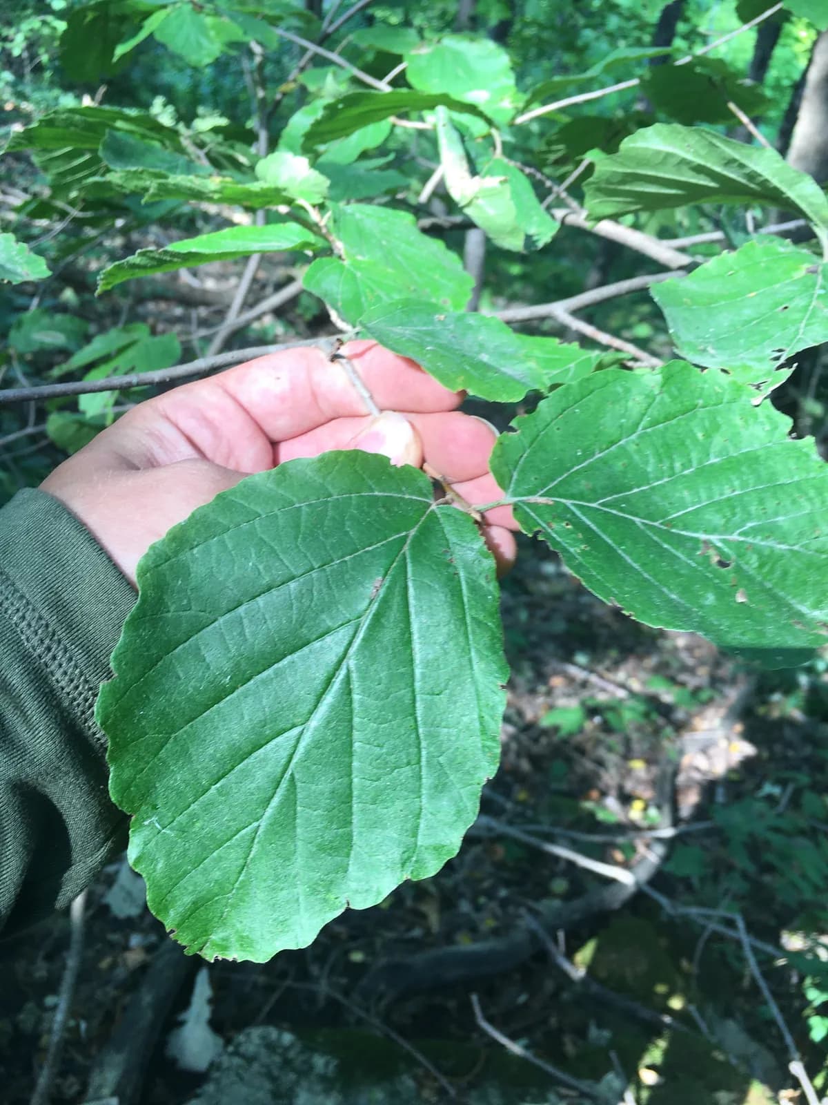 Witch-hazel (Hamamelis virginiana)
