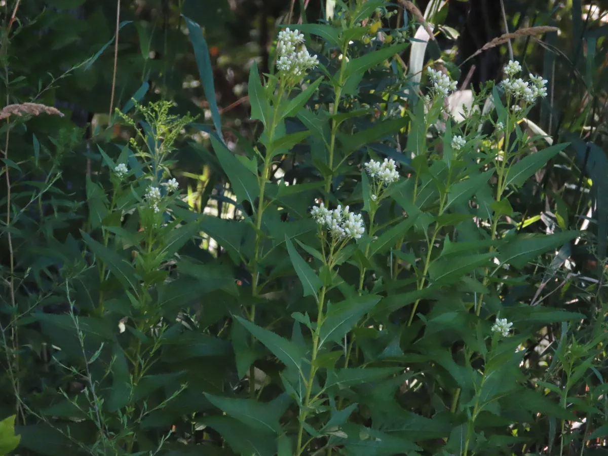 False Indian Plantain (Hasteola suaveolens)