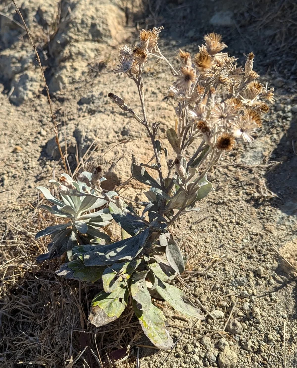 Island bristleweed (Hazardia detonsa)