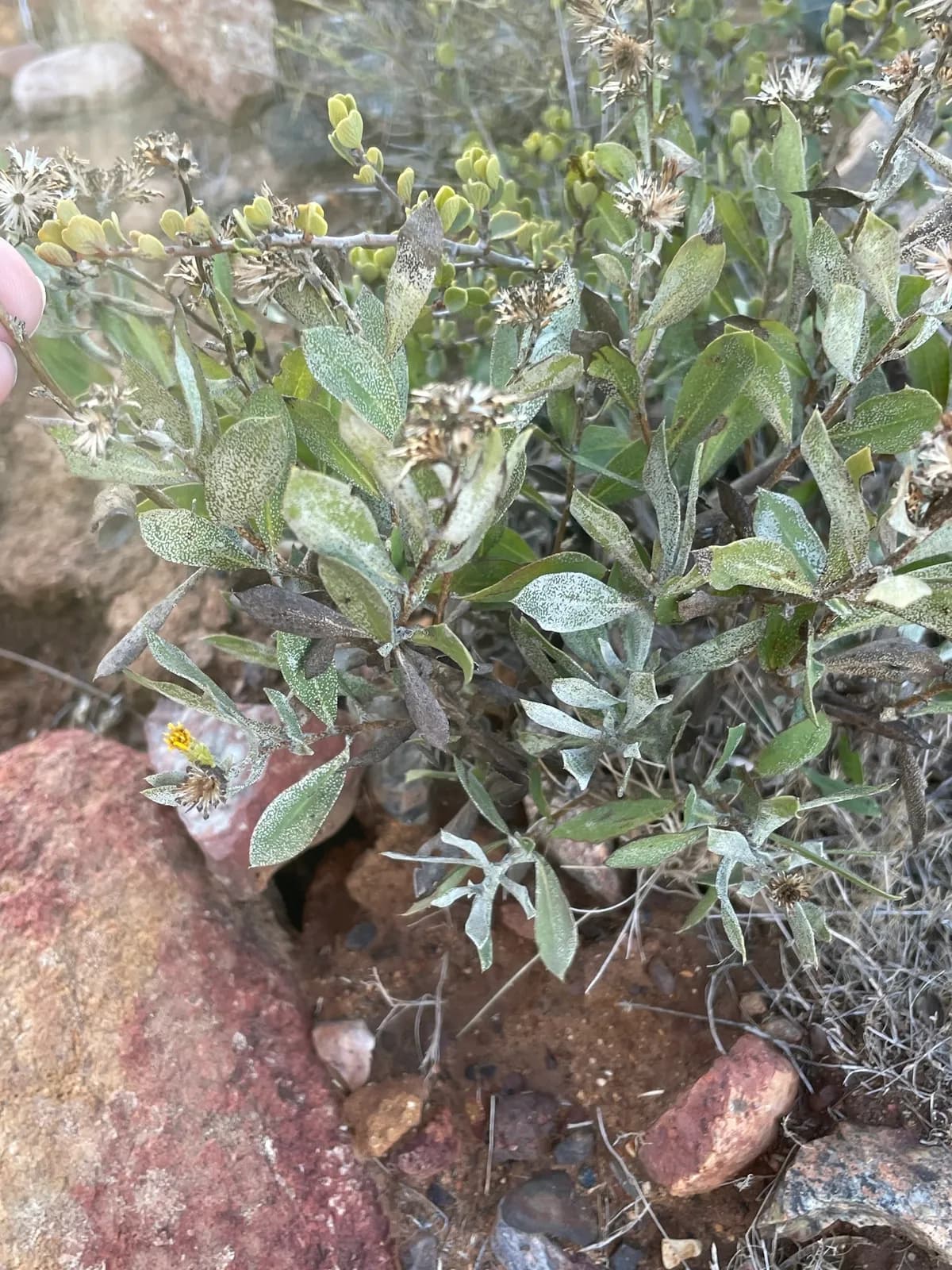 Orcutt's bristleweed (Hazardia orcuttii)