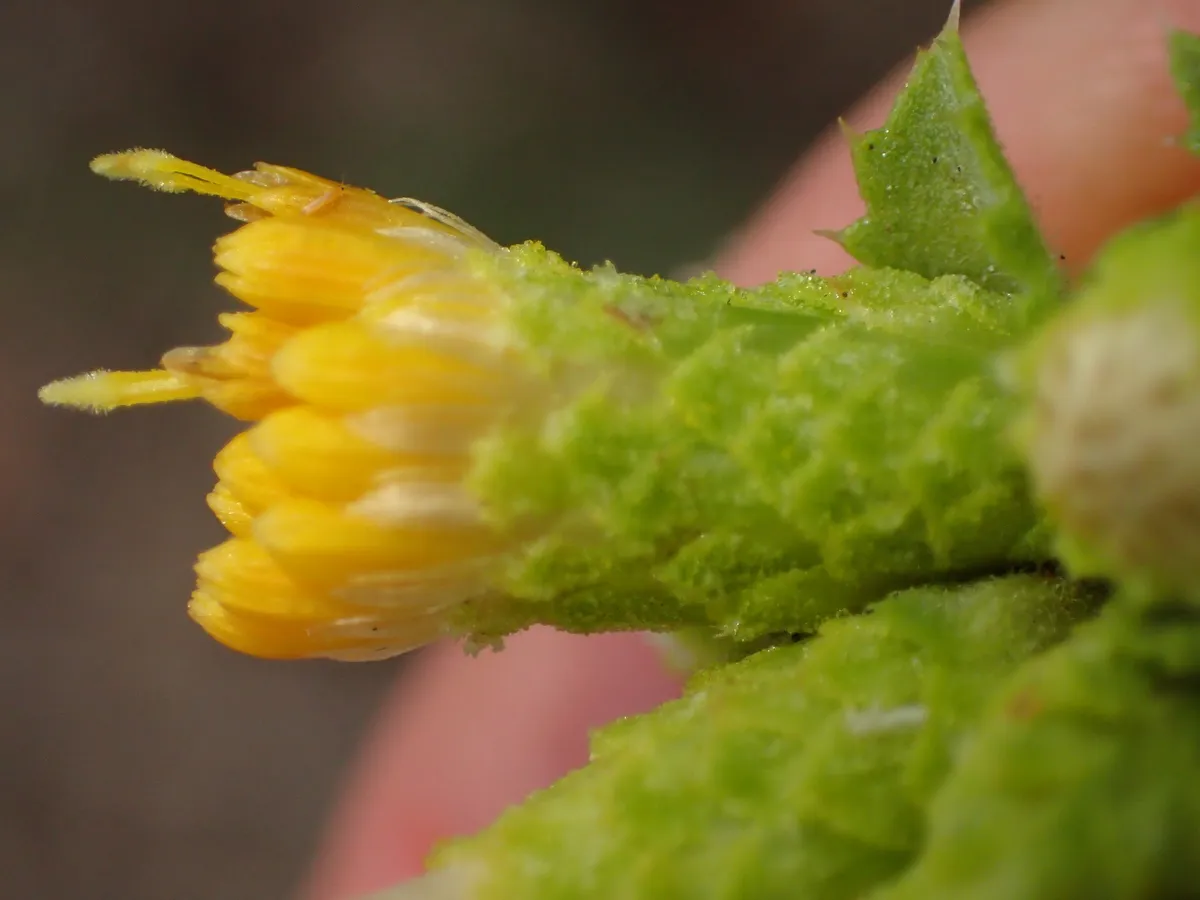 Saw-tooth goldenbush (Hazardia squarrosa)