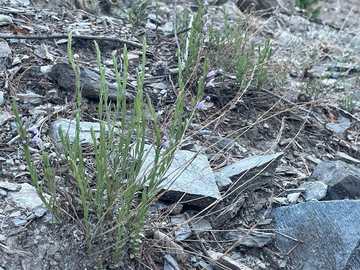 Mock pennyroyal (Hedeoma hyssopifolia)