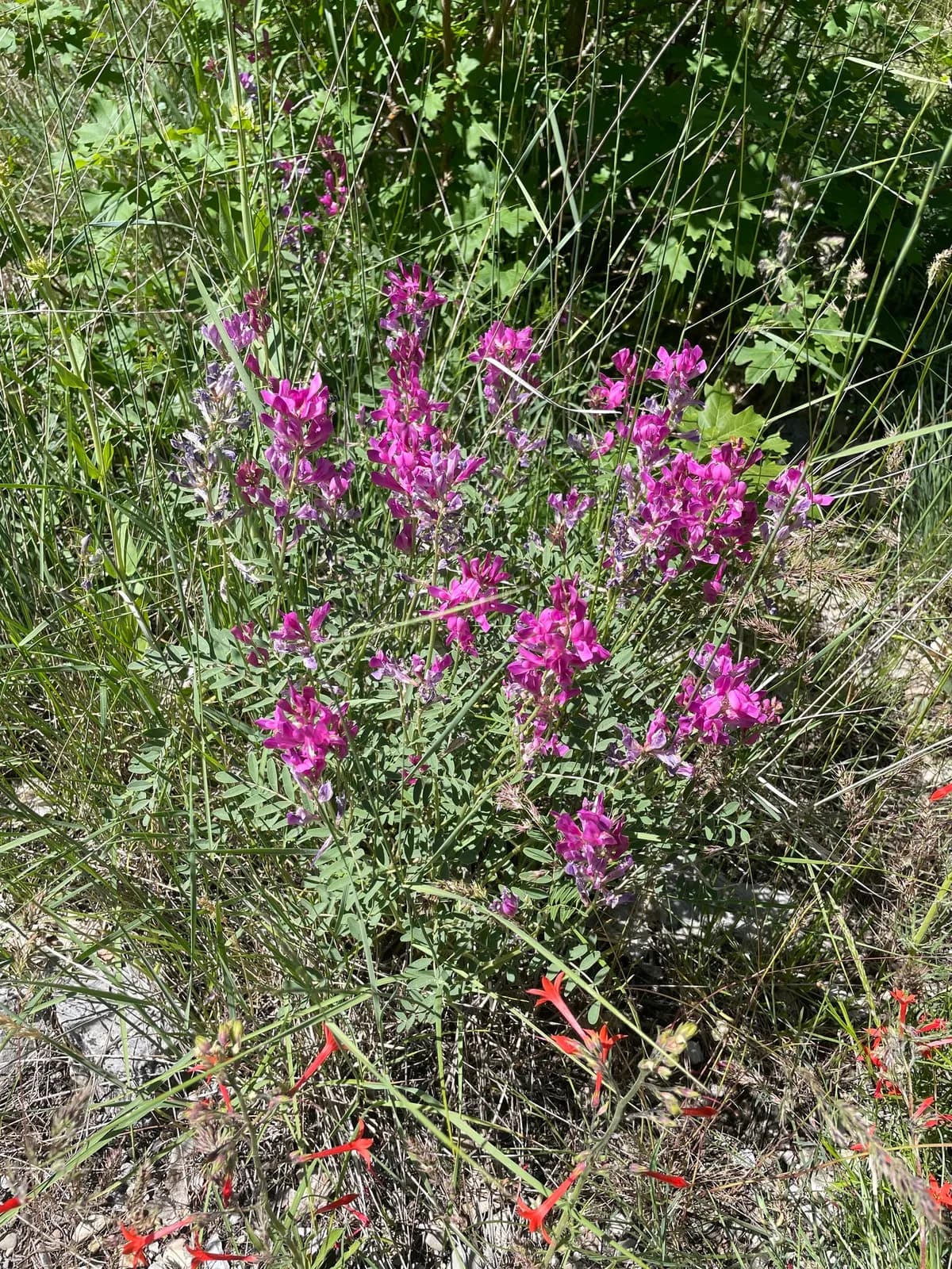Utah sweet-vetch (Hedysarum boreale)