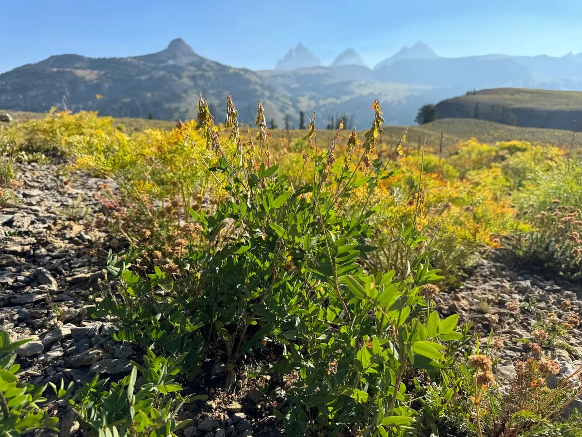 Western Sweetvetch (Hedysarum occidentale)