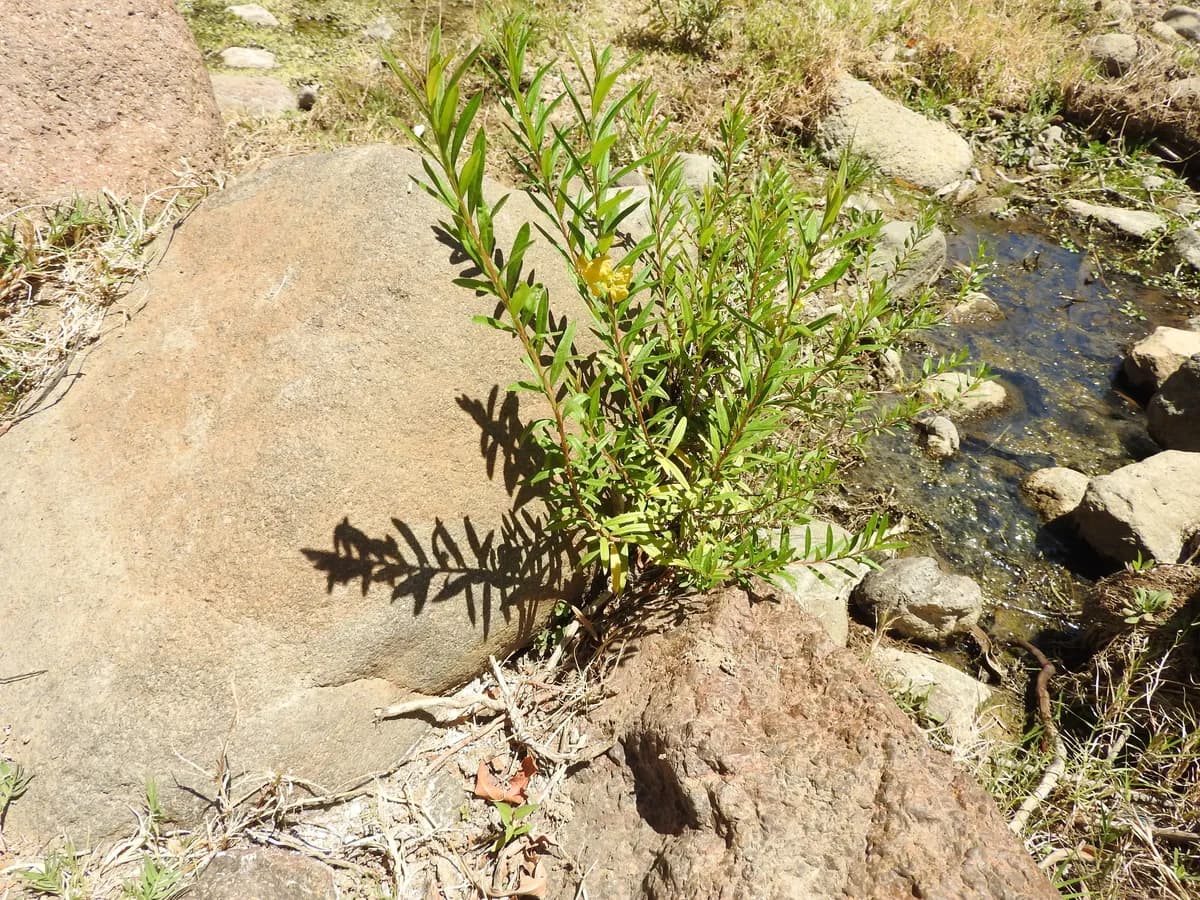 Hachinal (Heimia salicifolia)