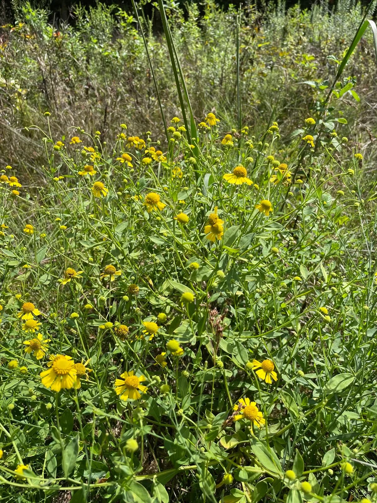 Common Sneezeweed (Helenium autumnale)