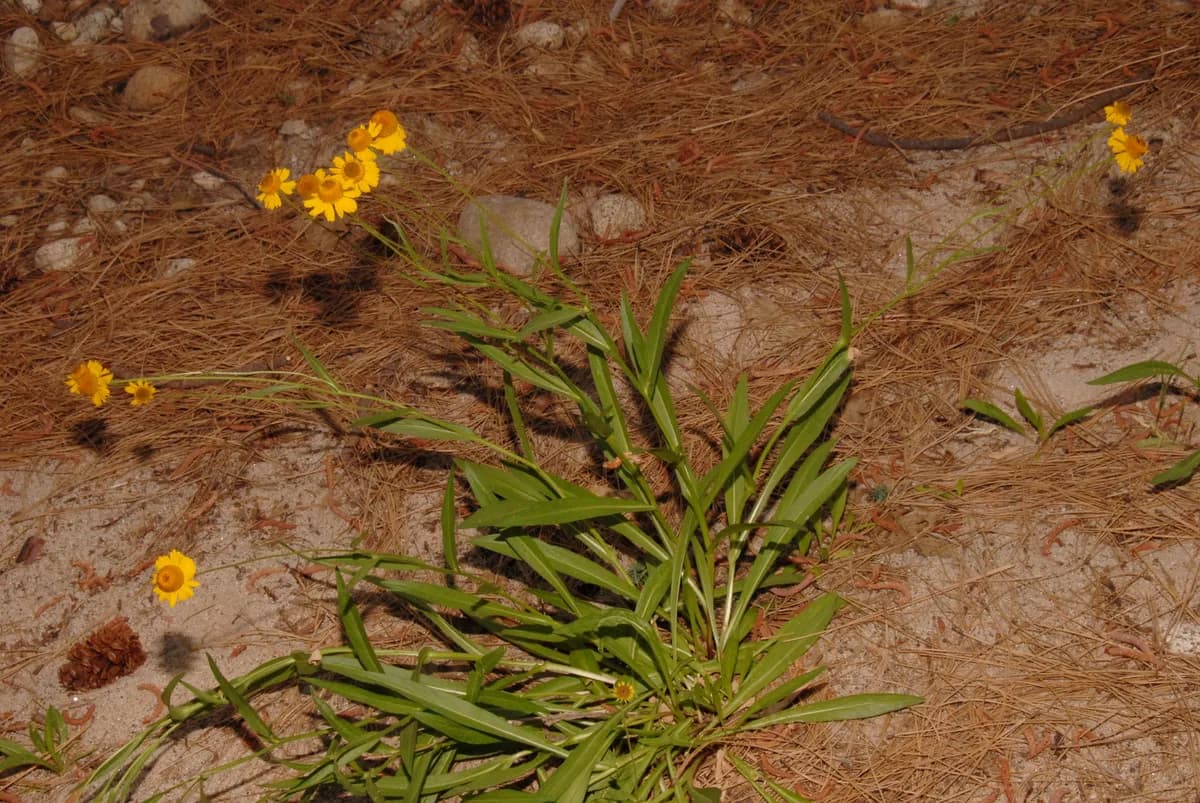 Bigelow's sneezeweed (Helenium bigelovii)