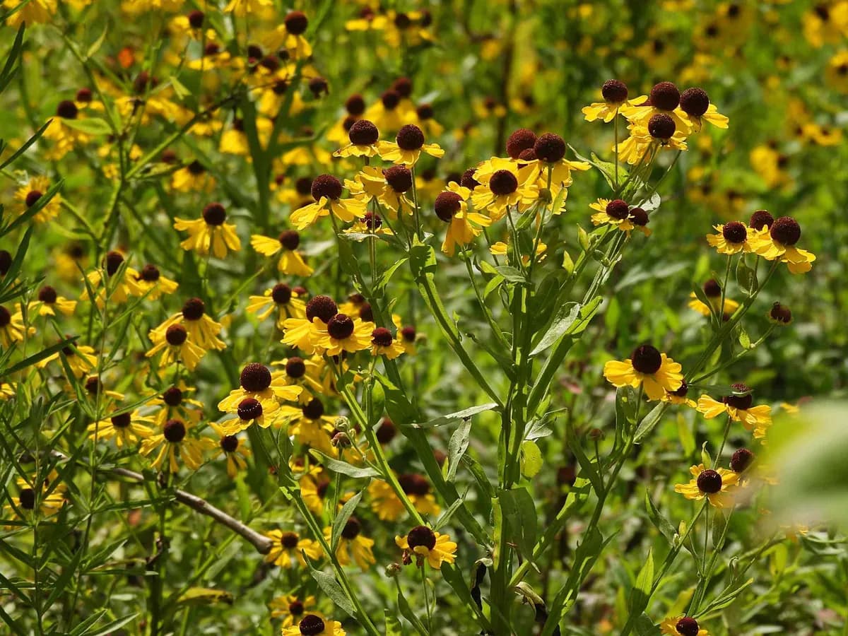 Southern Sneezeweed (Helenium flexuosum)