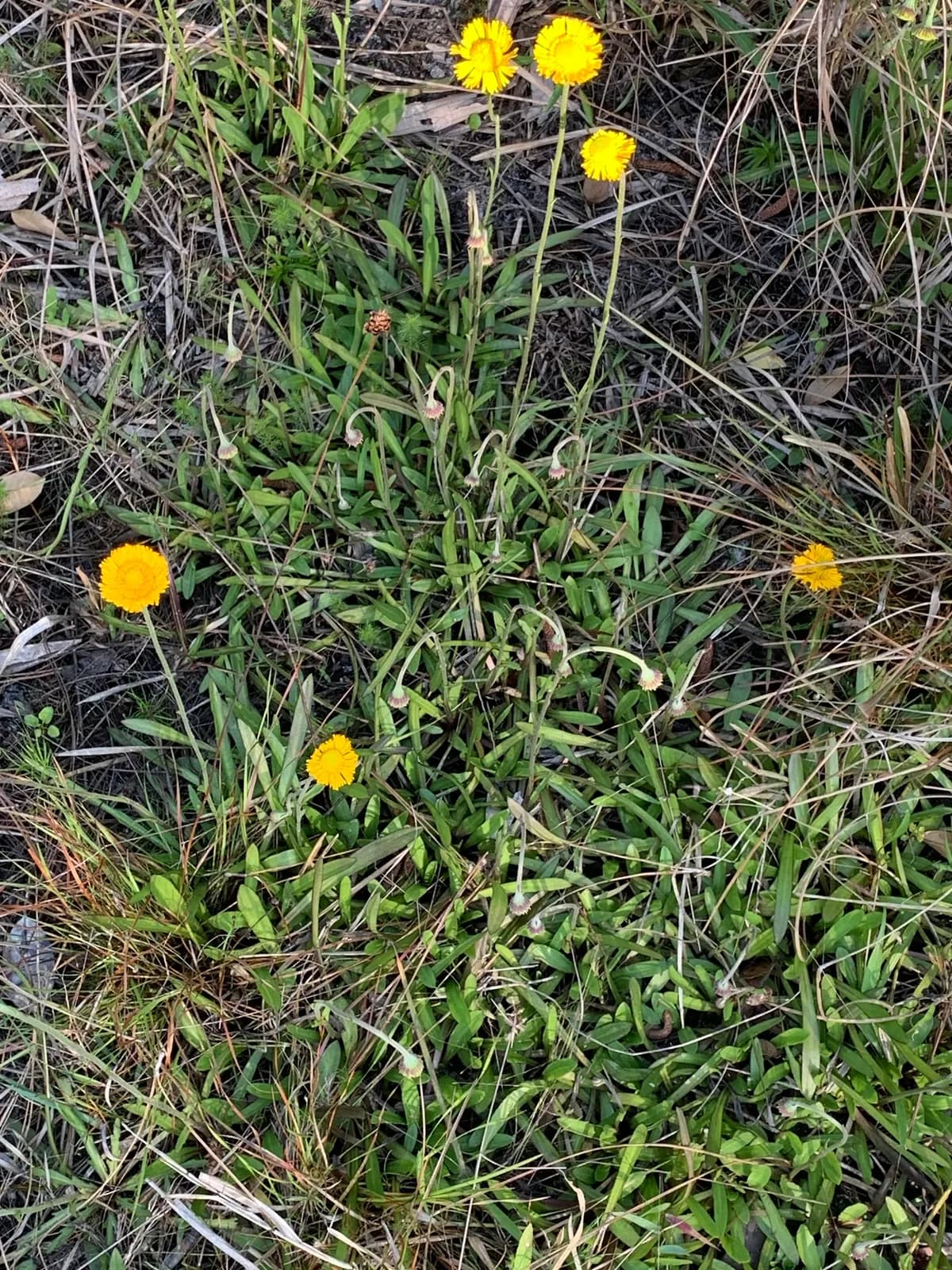 Southeastern Sneezeweed (Helenium pinnatifidum)