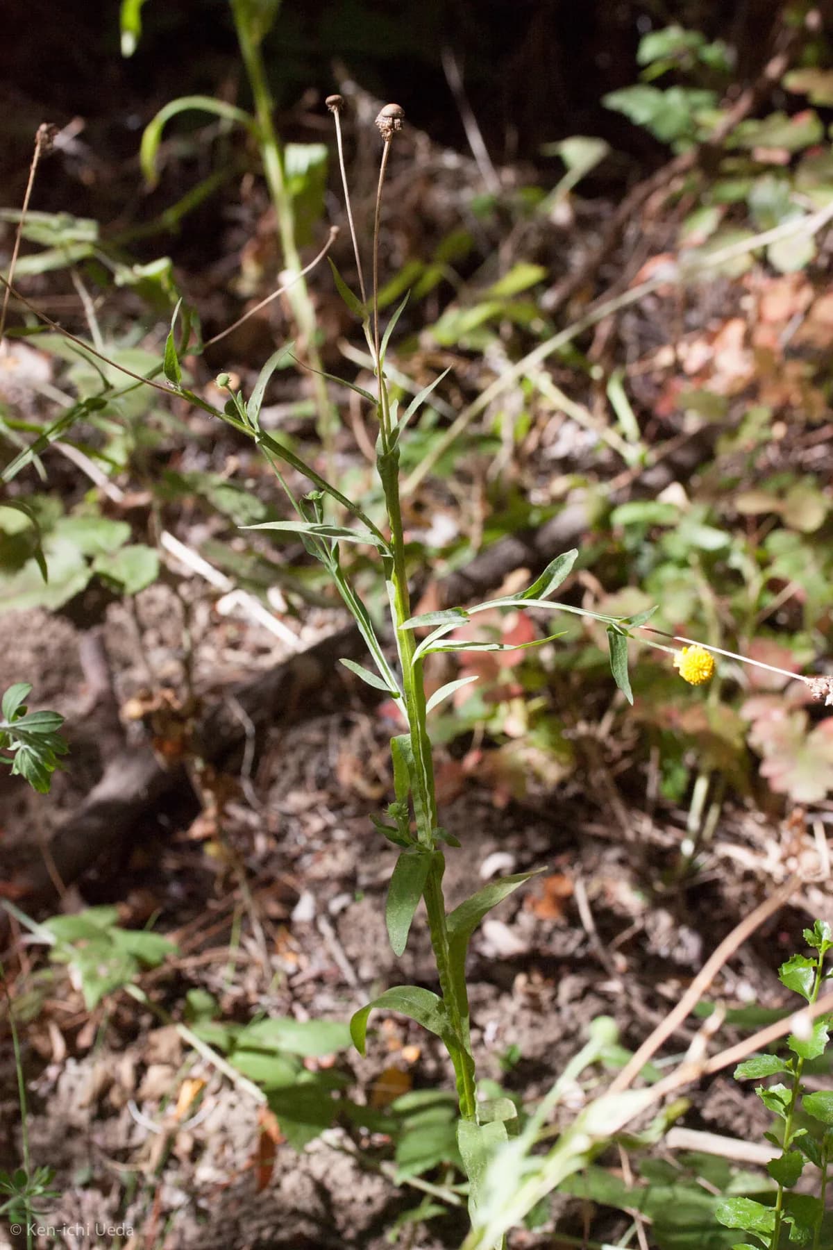 Sneezewort (Helenium puberulum)
